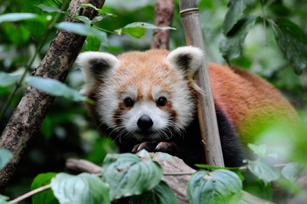 Red Panda