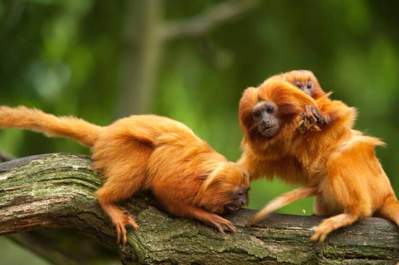 Golden Lion Tamarins