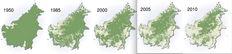 History on Rainforest