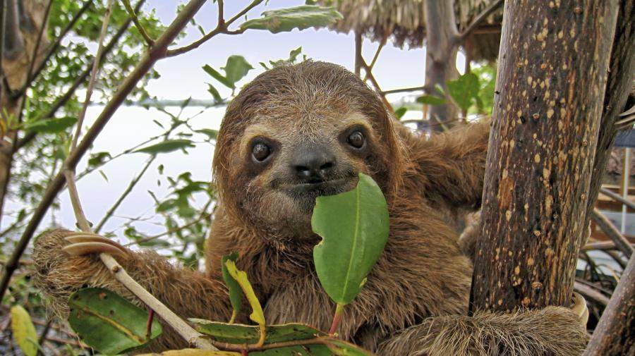 Brown Throated Three Toed Sloth