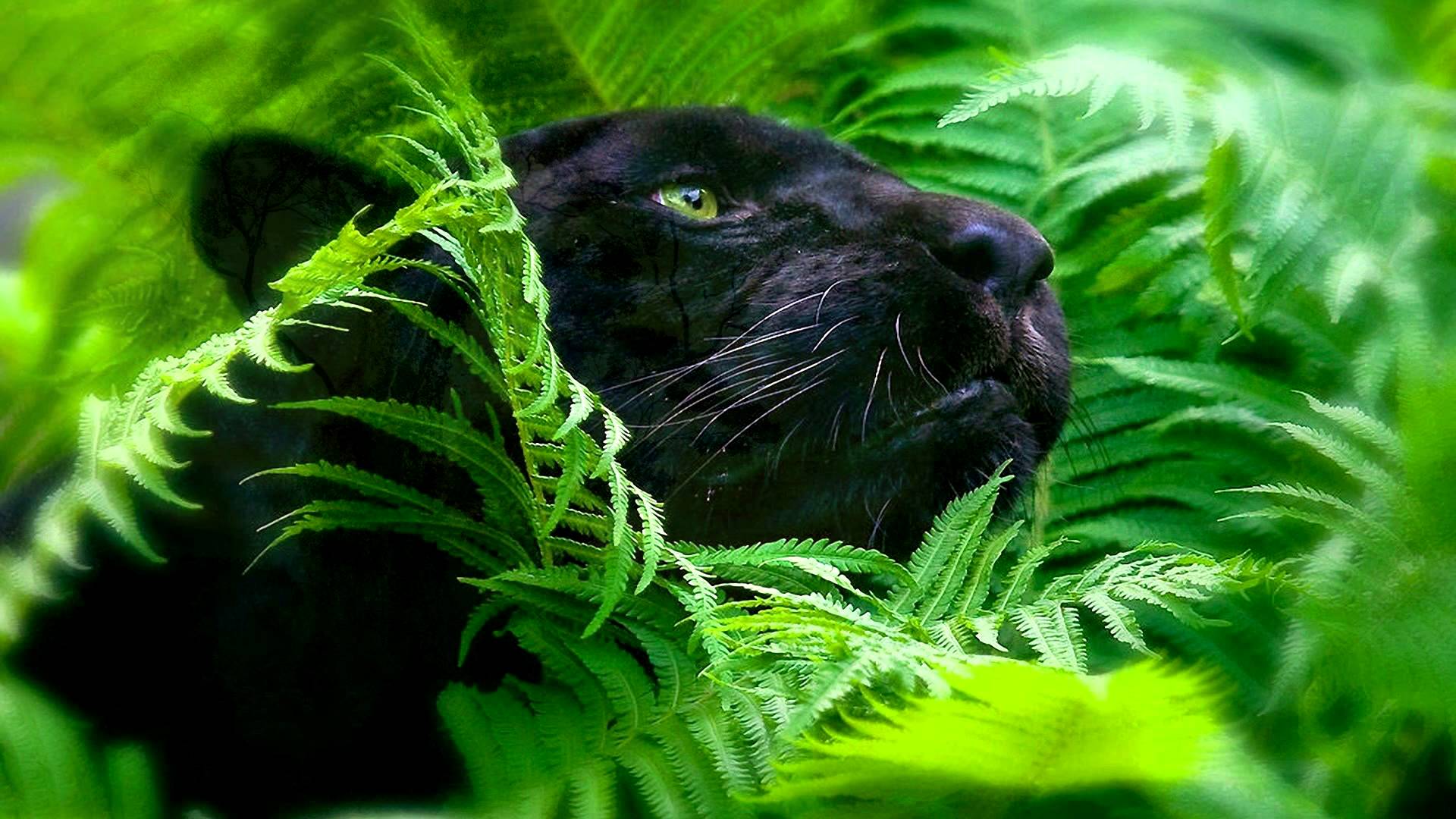 Black Panther